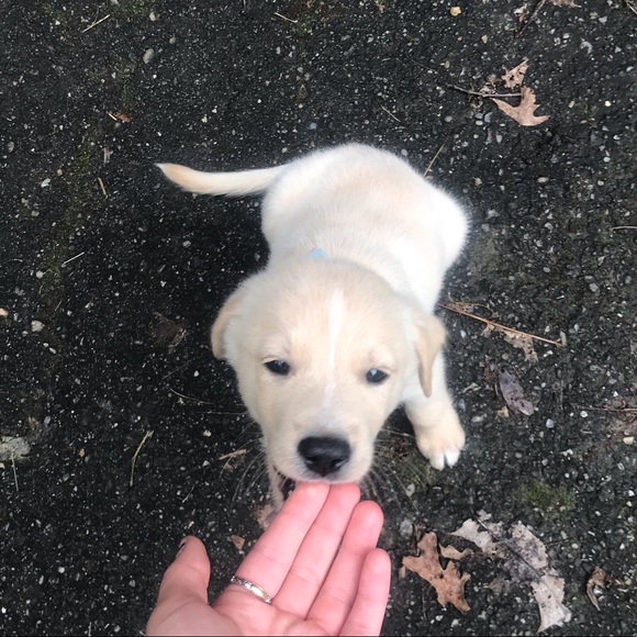 Meet your Posher, Anna - Picture 1 of 1